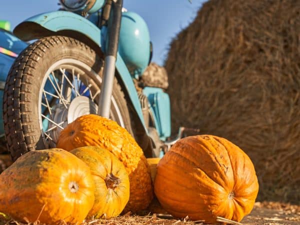 ripe pumpkins in front of old blue motorcycle 2023 12 14 19 48 20 utc